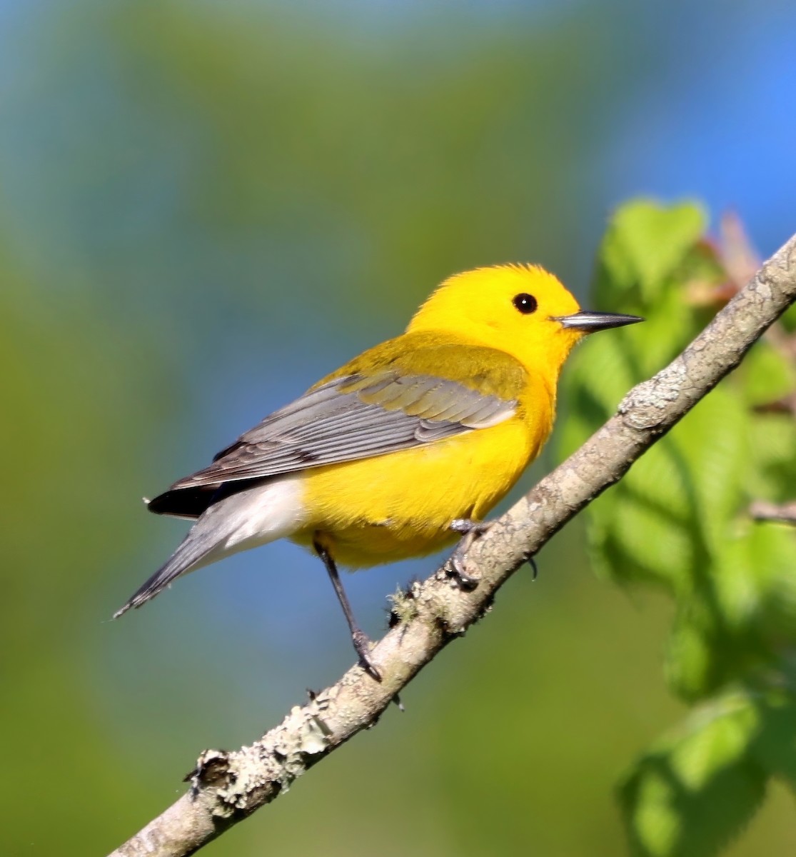 Prothonotary Warbler - ML617570573