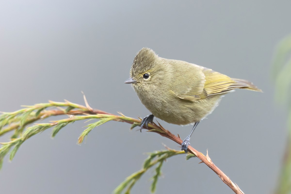 Yellow-browed Tit - Chris Venetz | Ornis Birding Expeditions