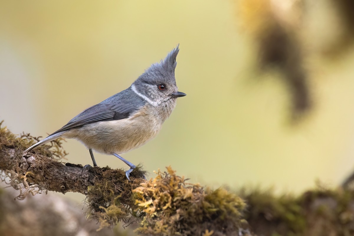 Gray-crested Tit - ML617570587