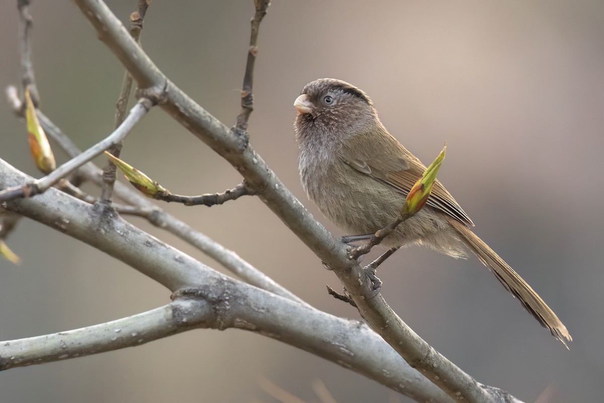Brown Parrotbill - Chris Venetz | Ornis Birding Expeditions