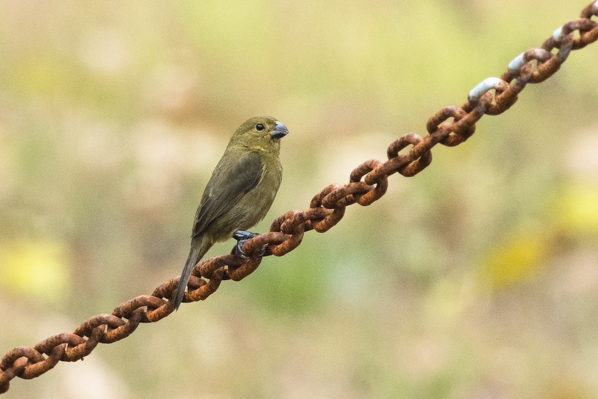 Variable Seedeater - ML617570596