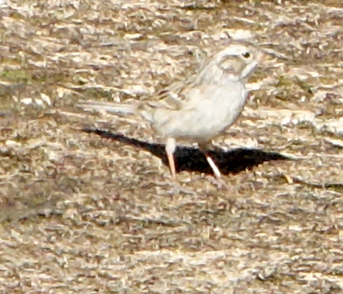 Clay-colored Sparrow - ML617570598
