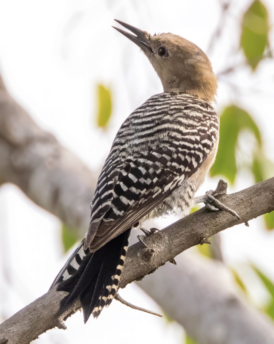 Gila Woodpecker - ML617570602