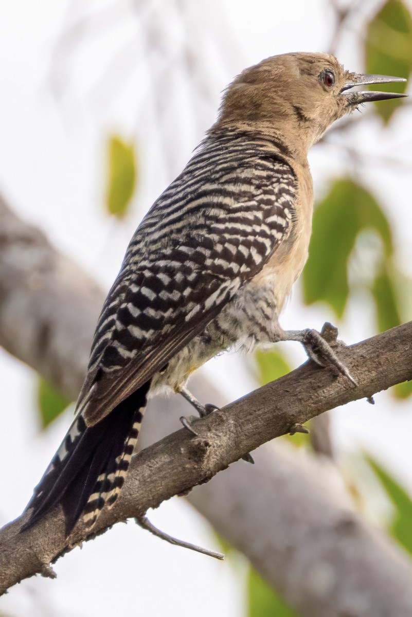 Gila Woodpecker - ML617570603