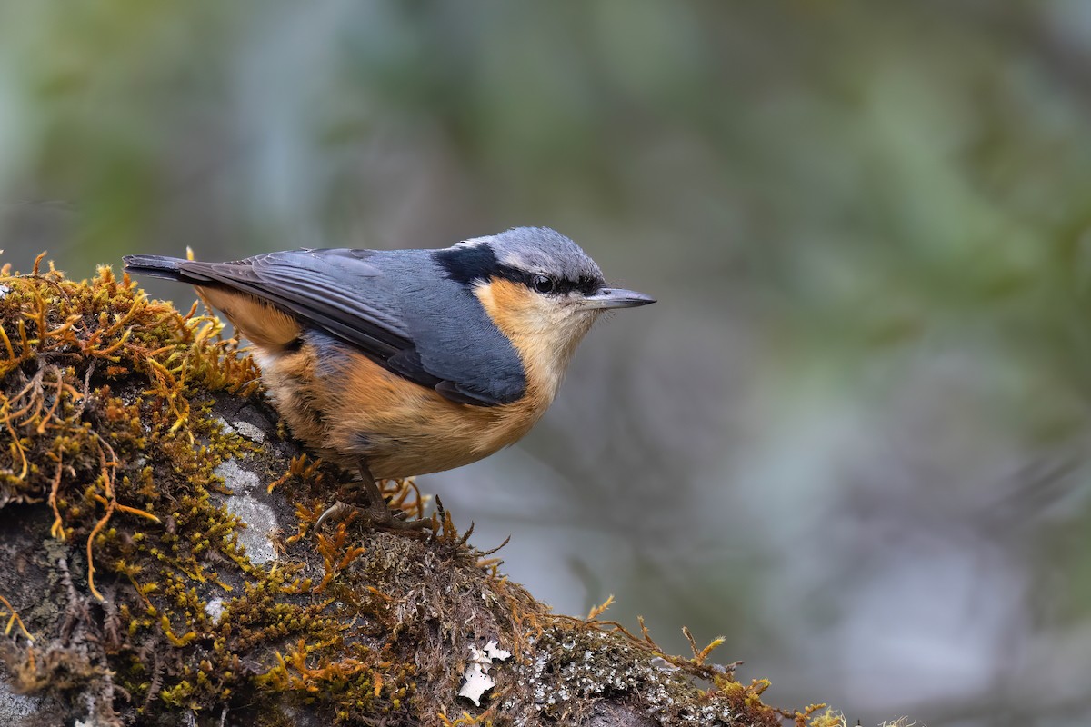 White-tailed Nuthatch - ML617570610
