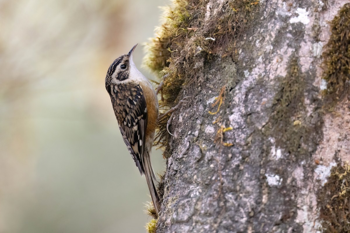 Rusty-flanked Treecreeper - Chris Venetz | Ornis Birding Expeditions