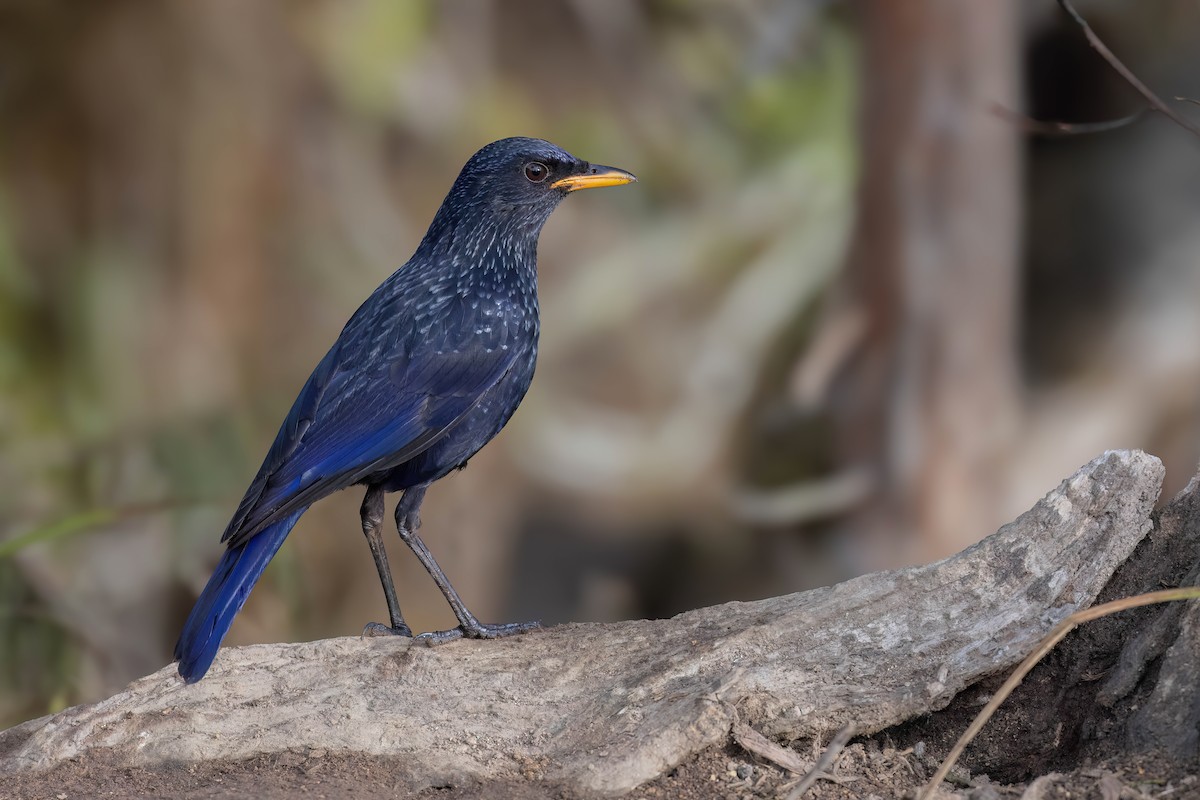 Blue Whistling-Thrush - Chris Venetz | Ornis Birding Expeditions