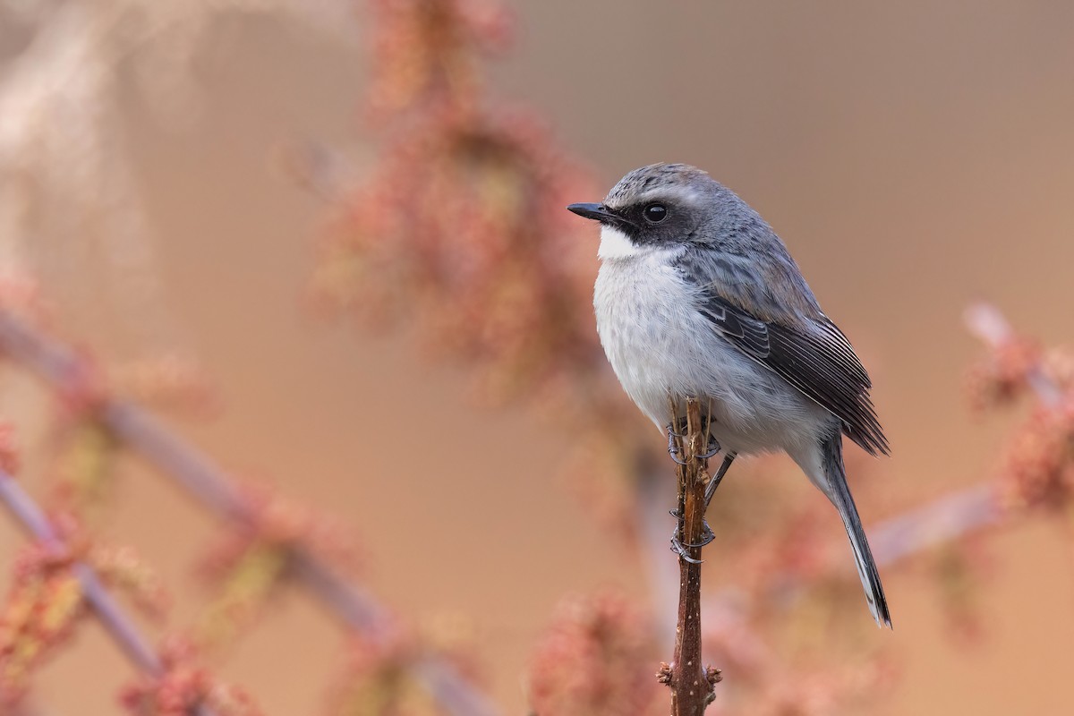 Gray Bushchat - Chris Venetz | Ornis Birding Expeditions