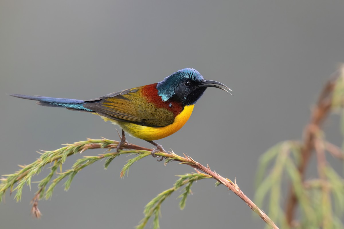 Green-tailed Sunbird - Chris Venetz | Ornis Birding Expeditions