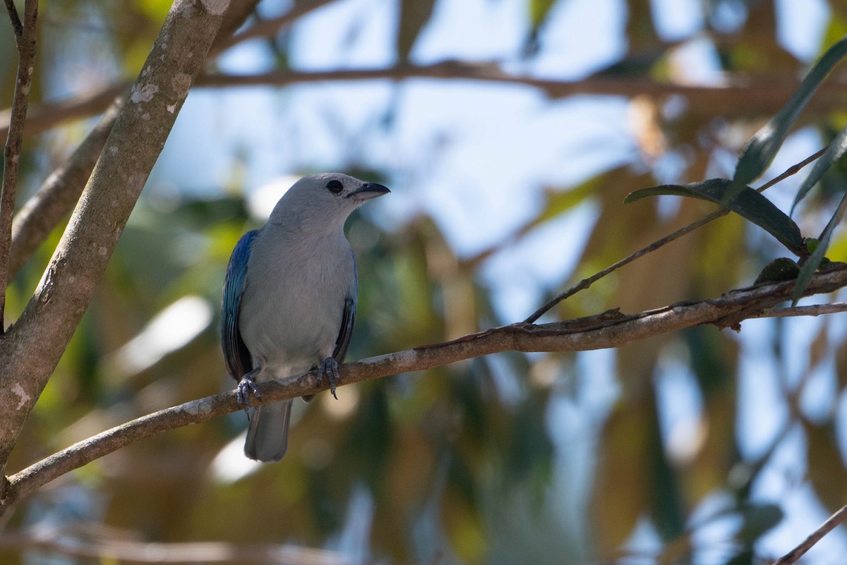 Blue-gray Tanager - ML617570688