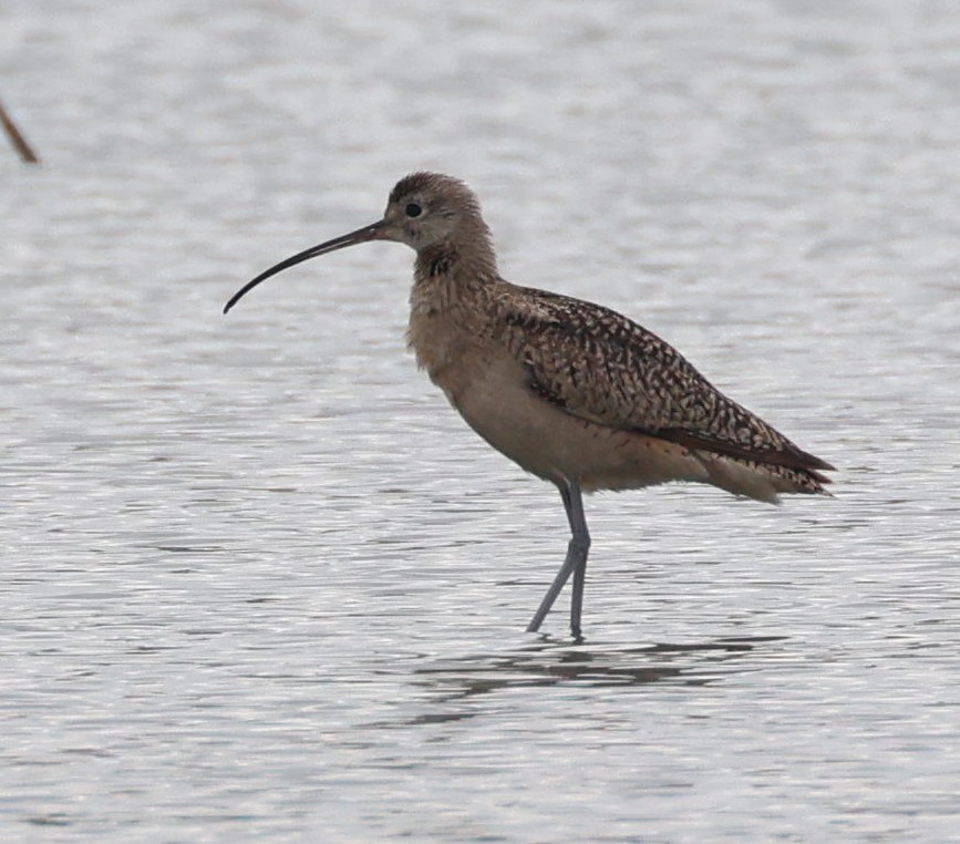 Long-billed Curlew - ML617570782