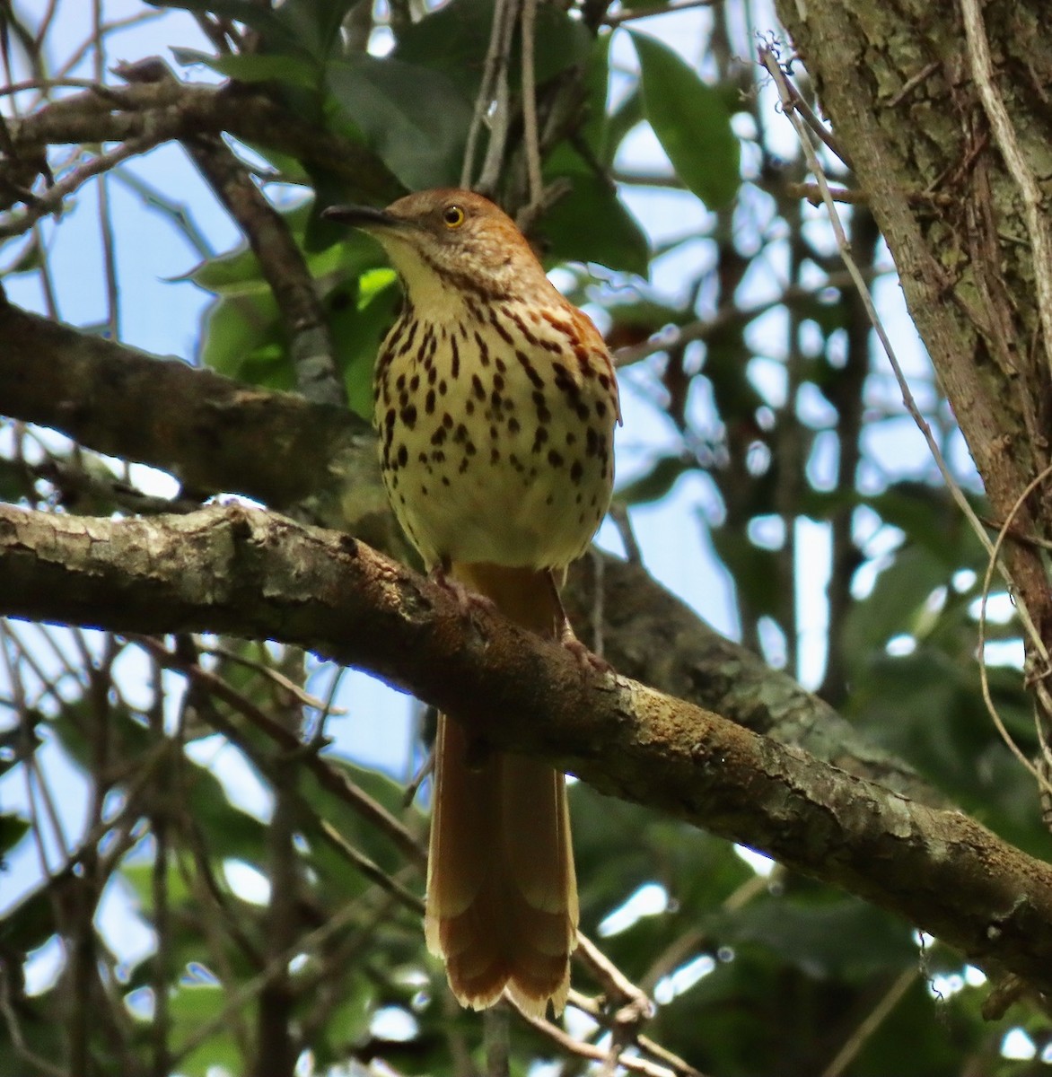 eBird Checklist 18 Apr 2024 Hagen Ranch Road Library 10 species