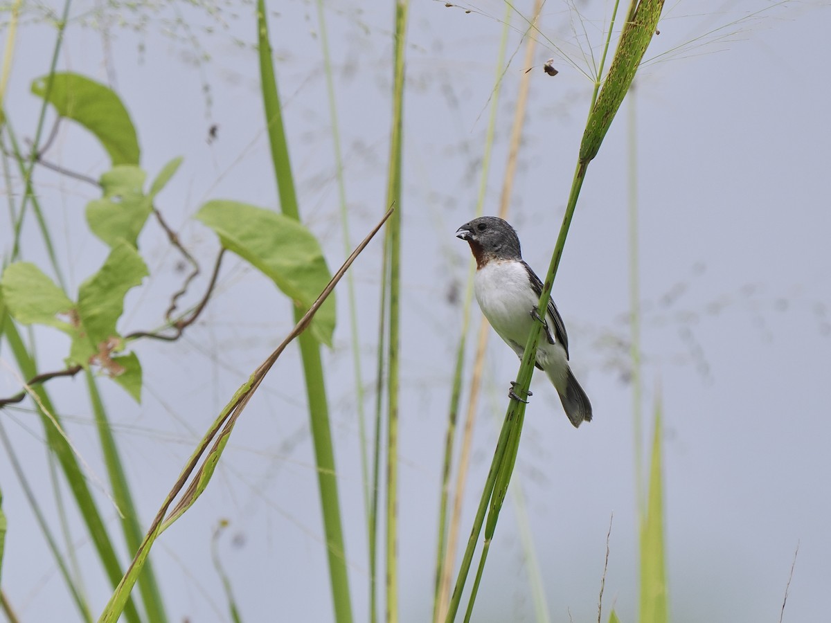 Chestnut-throated Seedeater - Gabriel Willow