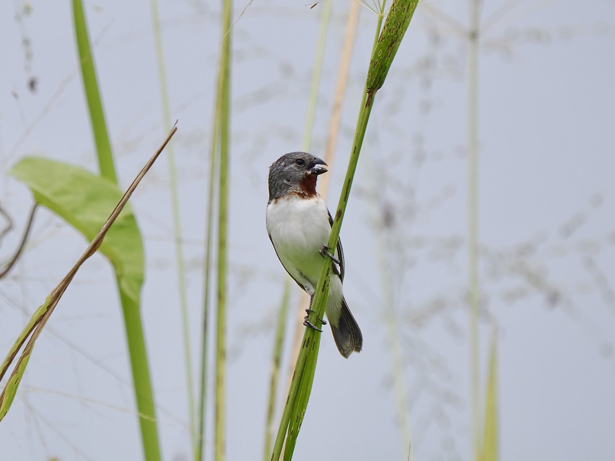 Chestnut-throated Seedeater - Gabriel Willow
