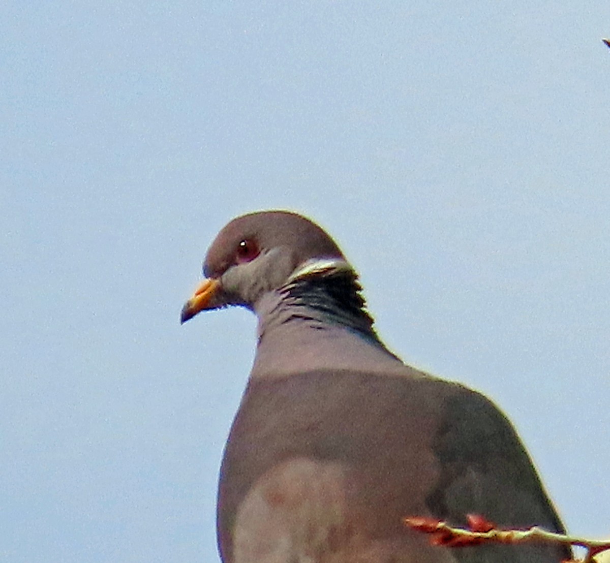 Band-tailed Pigeon - ML617570997