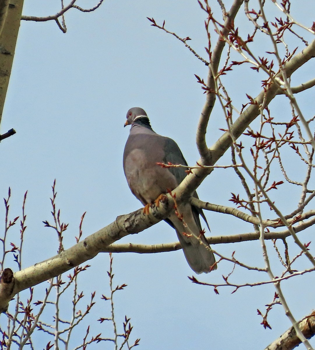 Band-tailed Pigeon - JoAnn Potter Riggle 🦤