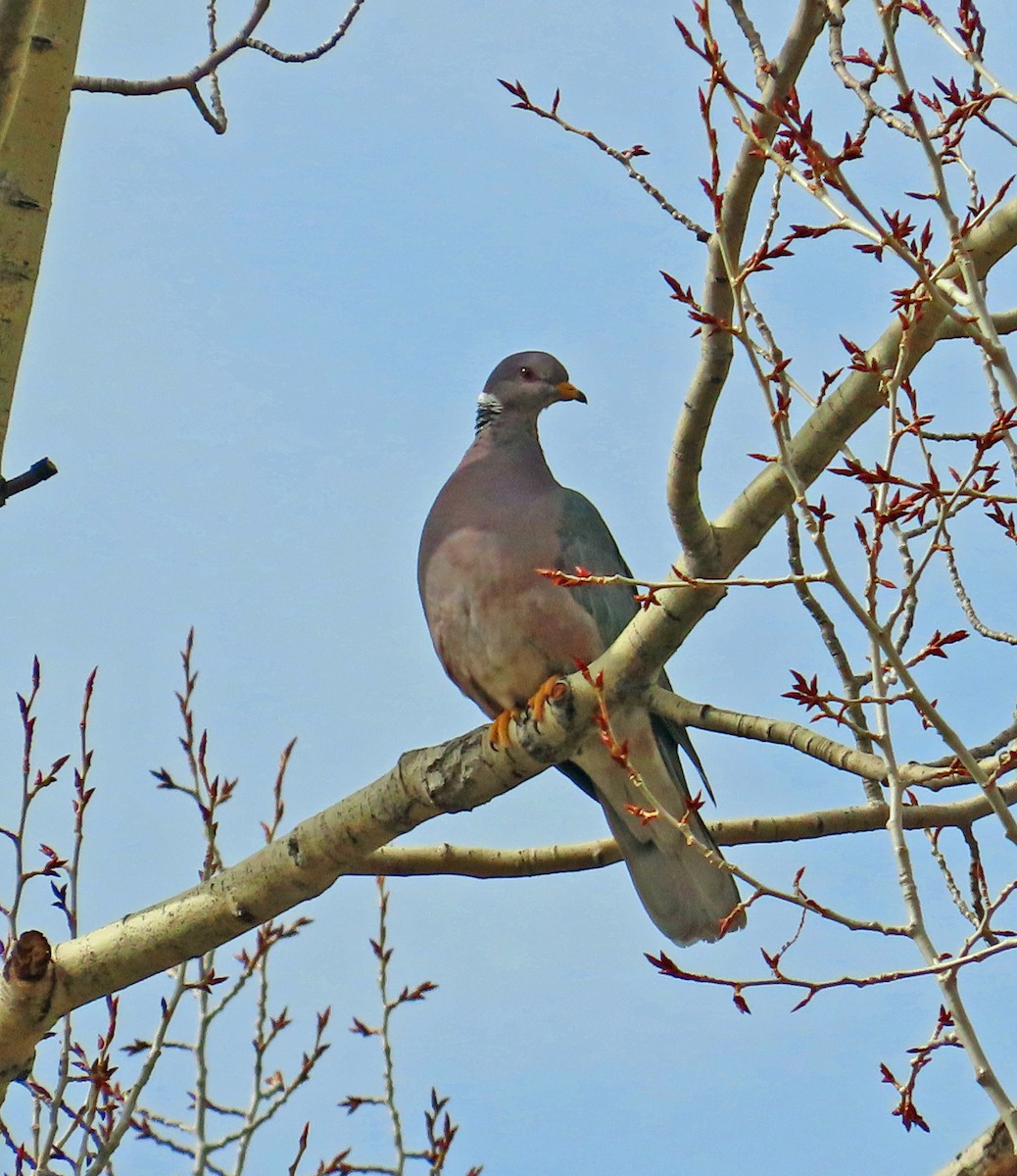 Band-tailed Pigeon - ML617570999
