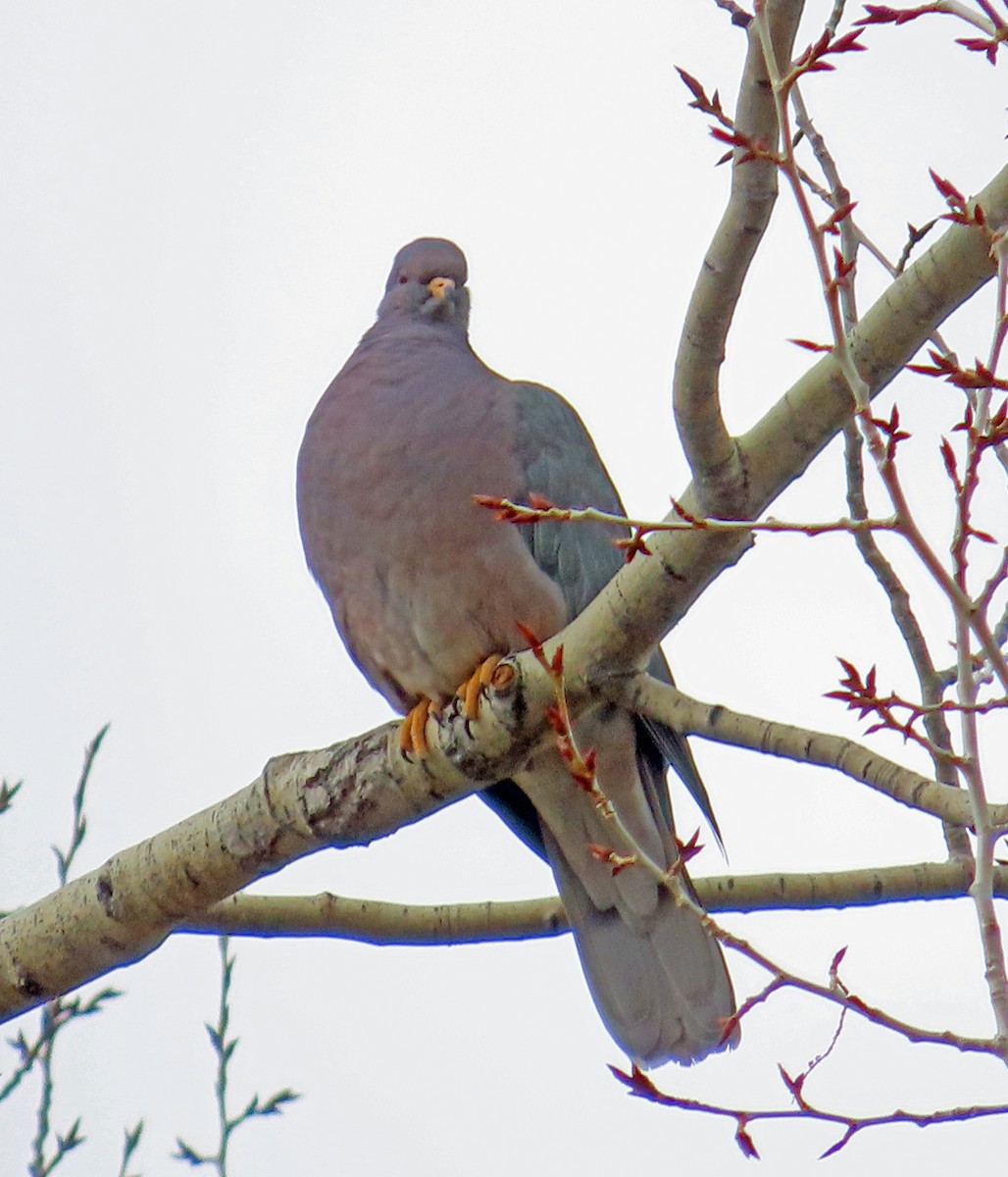Band-tailed Pigeon - ML617571000