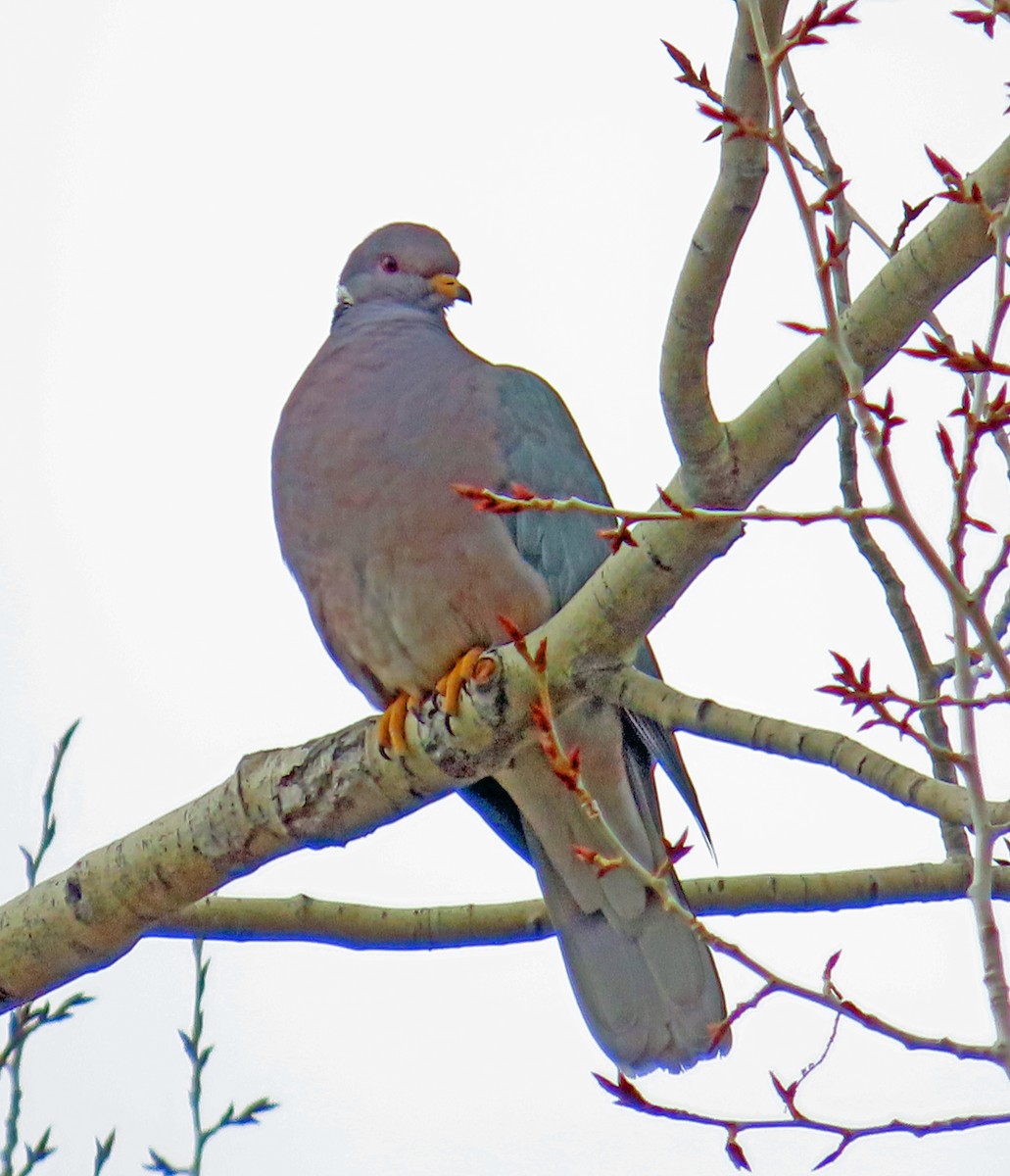 Band-tailed Pigeon - JoAnn Potter Riggle 🦤