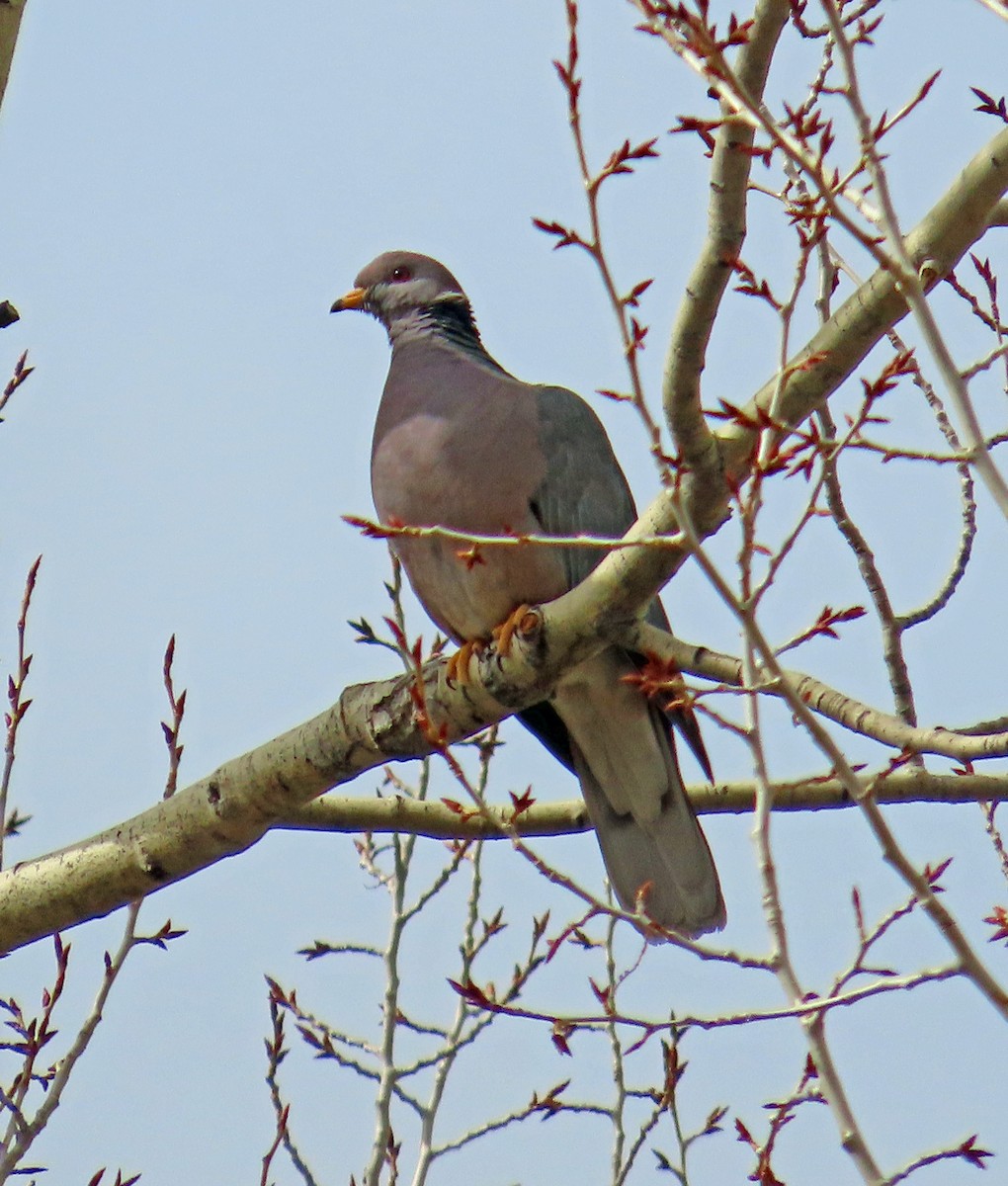 Band-tailed Pigeon - ML617571002
