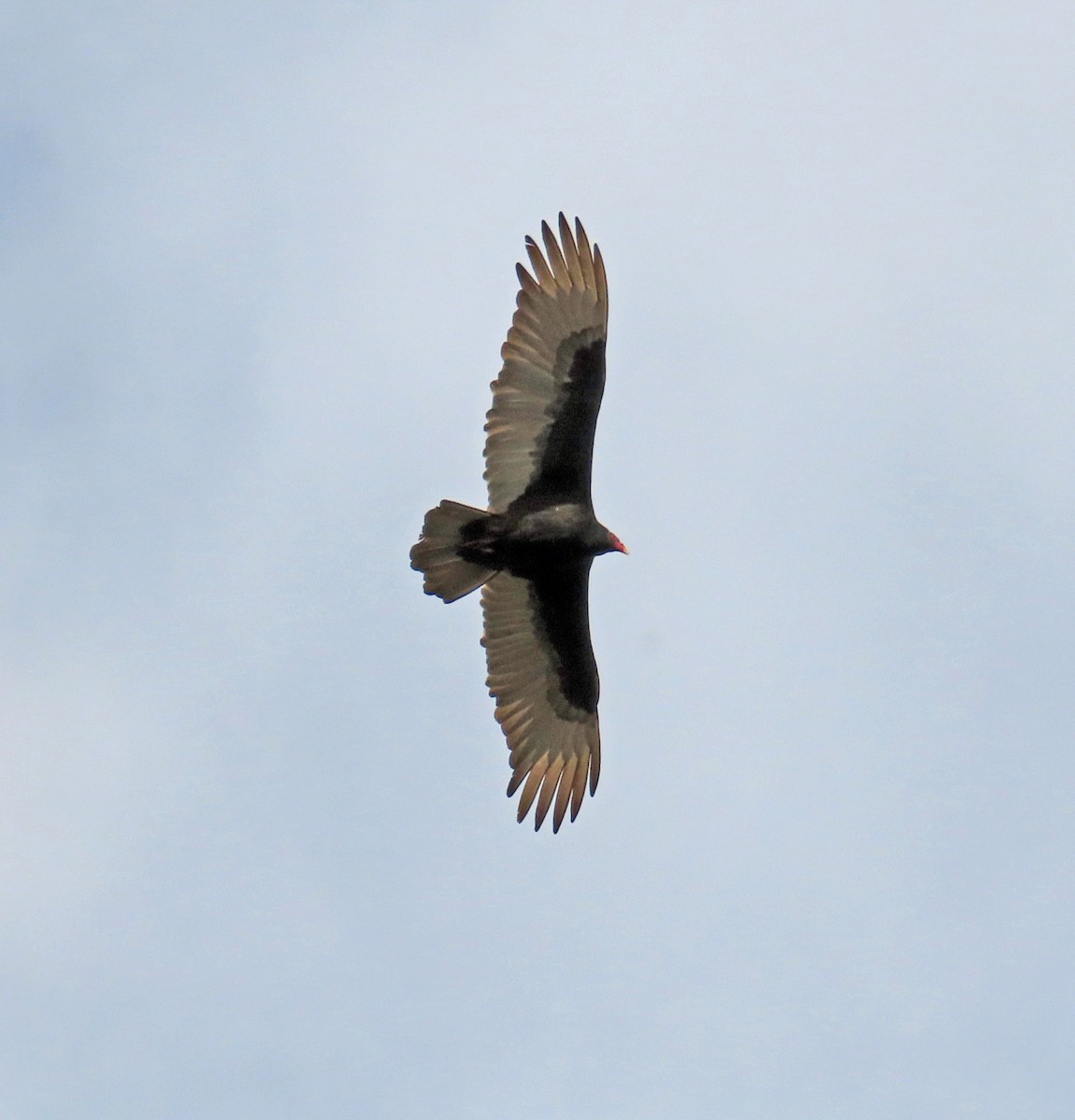 Turkey Vulture - ML617571016