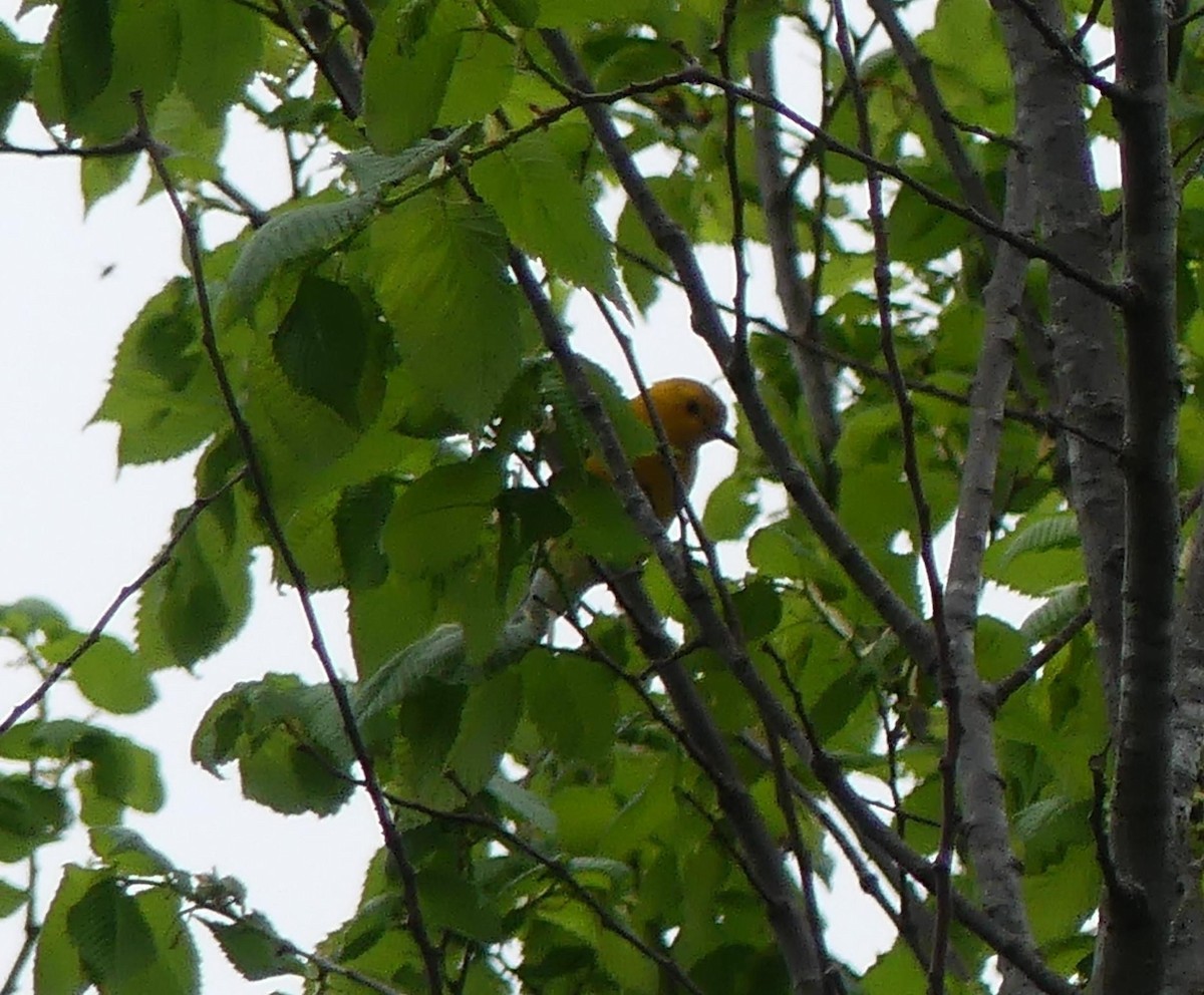 Prothonotary Warbler - ML617571074