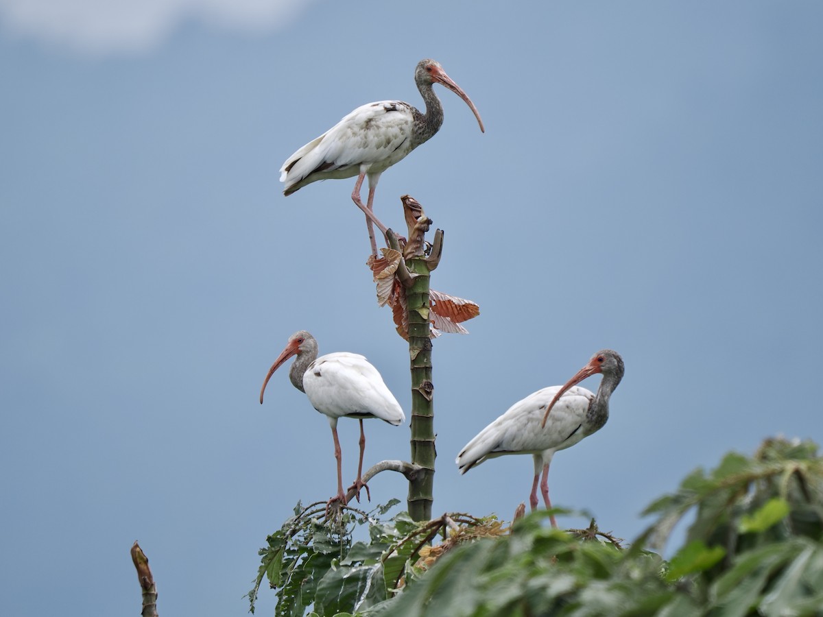 ibis bílý - ML617571084