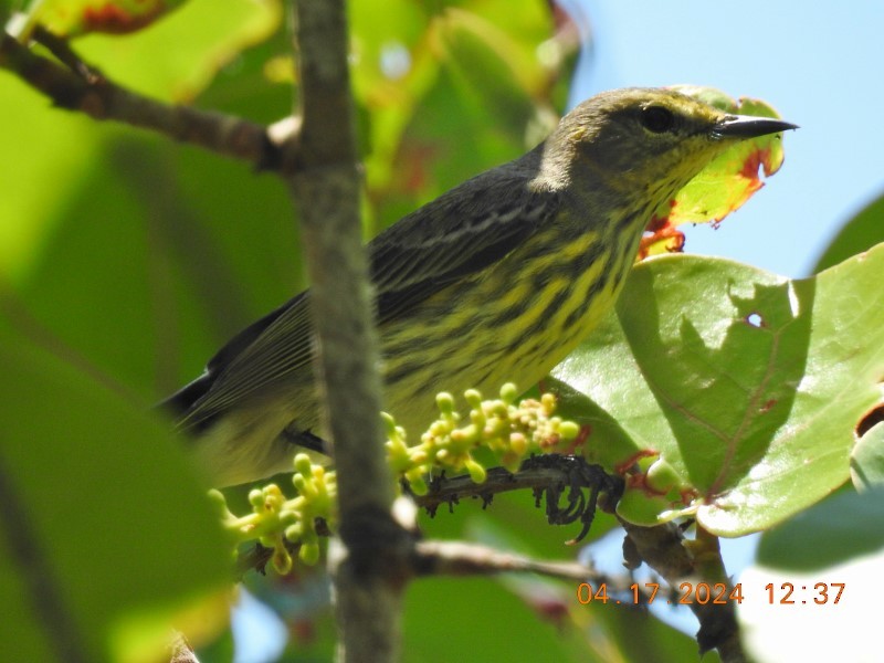 Cape May Warbler - ML617571168