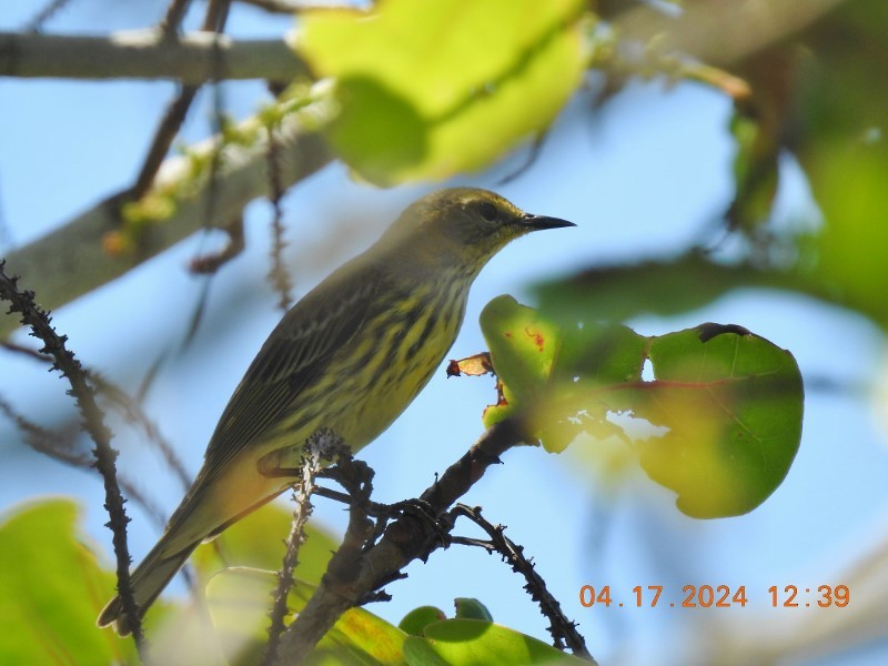 Cape May Warbler - ML617571174