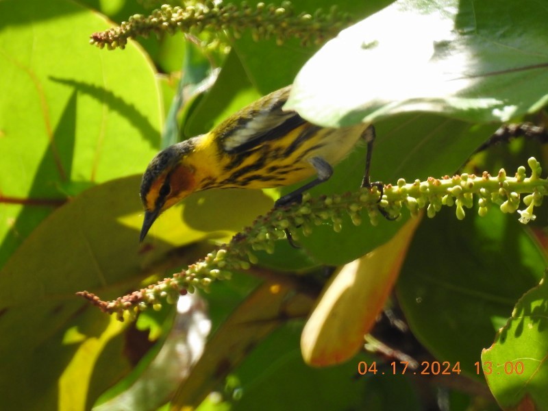 Cape May Warbler - ML617571178