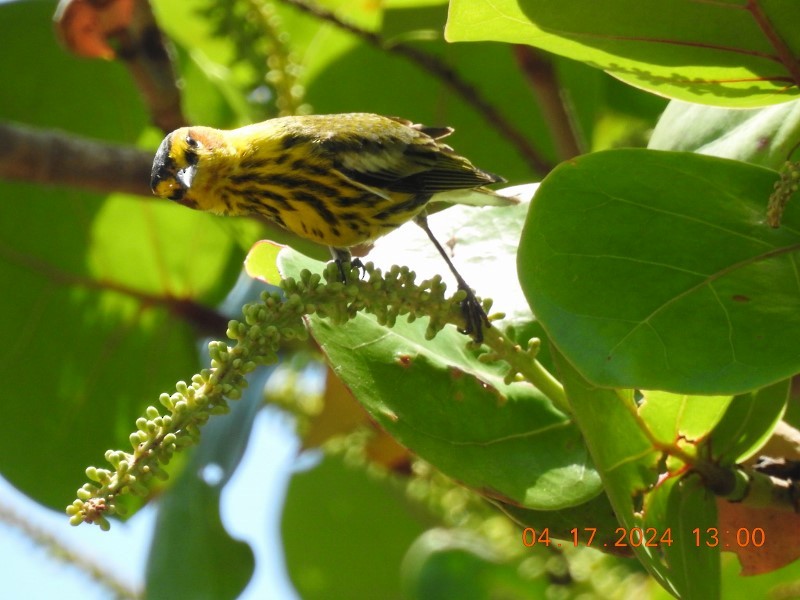 Cape May Warbler - ML617571185