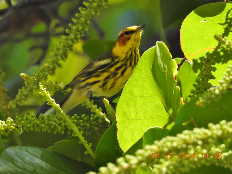 Cape May Warbler - ML617571188