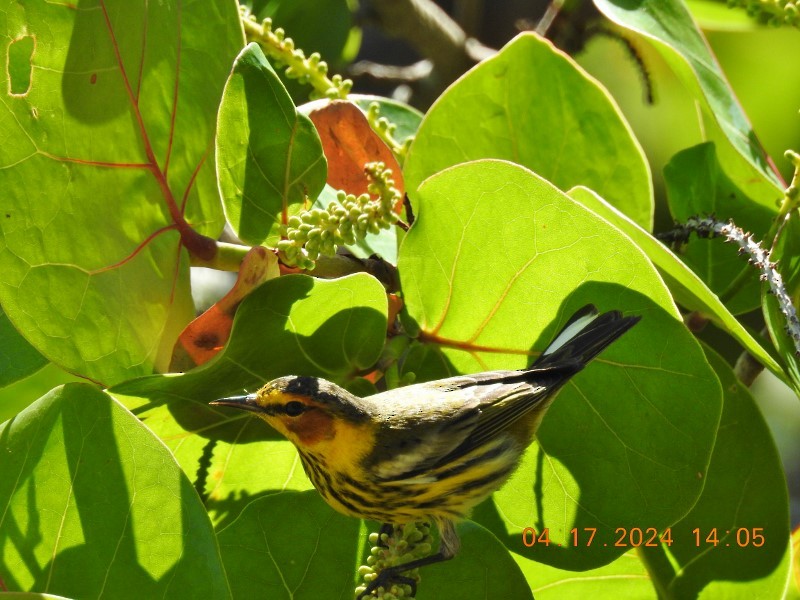 Cape May Warbler - ML617571194