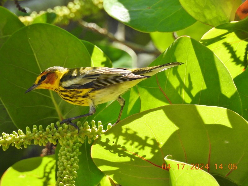 Cape May Warbler - ML617571197