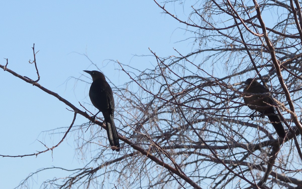 Great-tailed Grackle - ML617571201