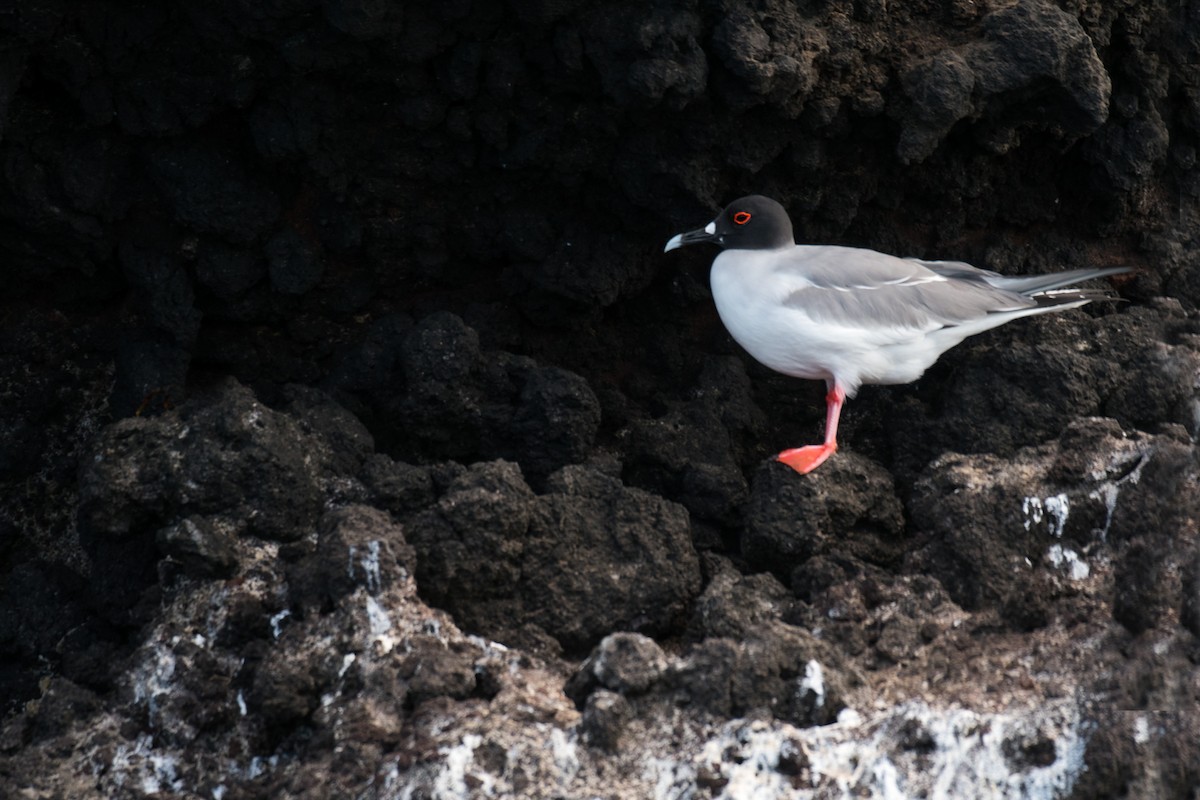 Swallow-tailed Gull - ML617571204