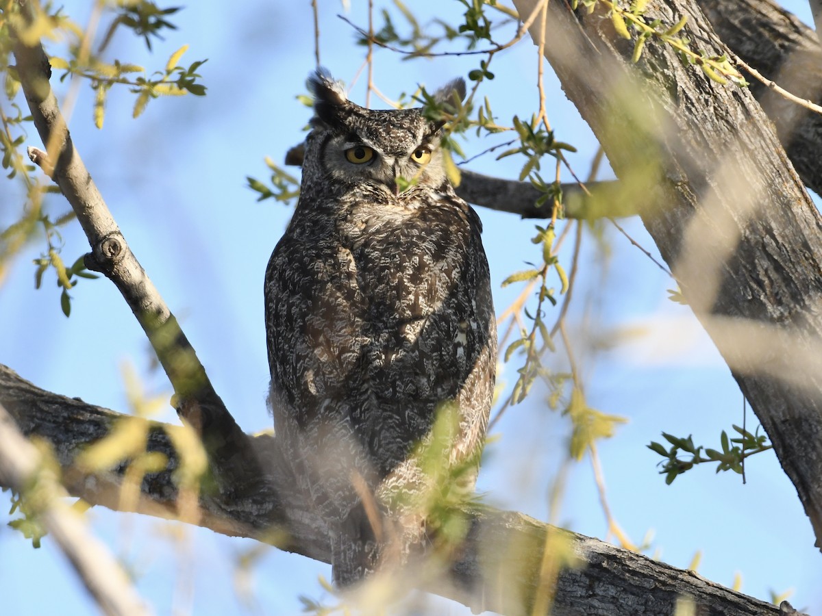 Great Horned Owl - ML617571217