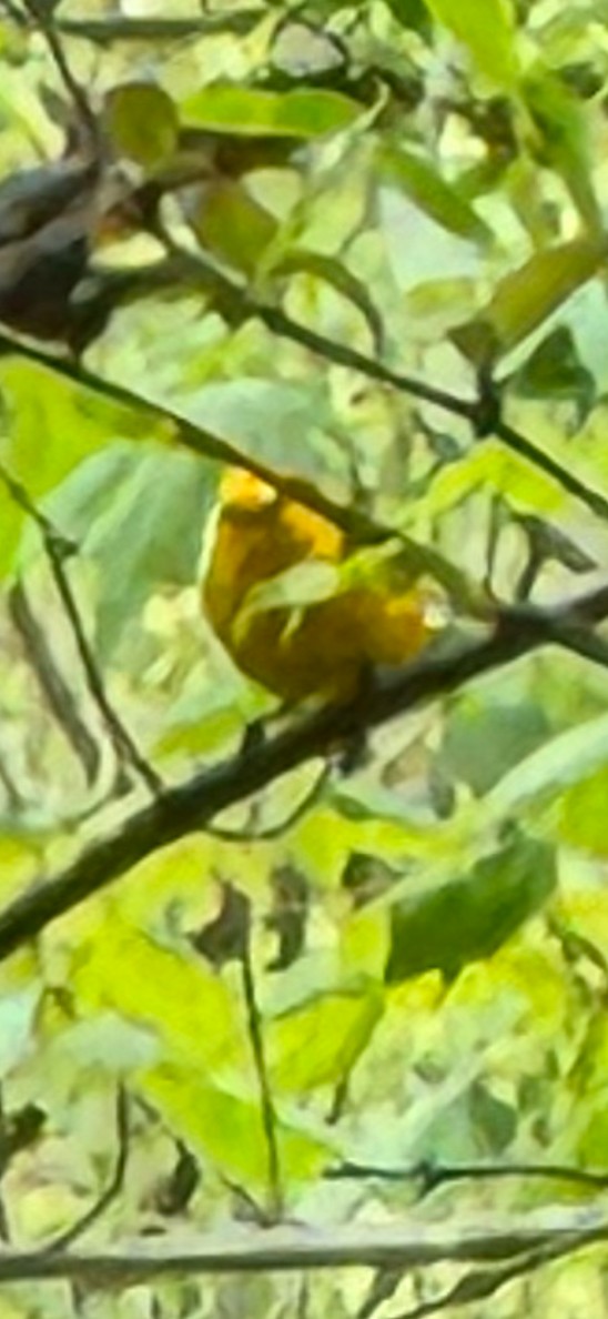 Prothonotary Warbler - ML617571226
