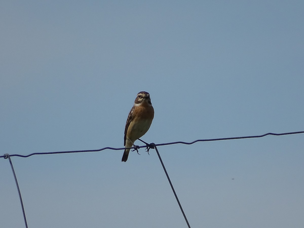 Whinchat - ML617571234