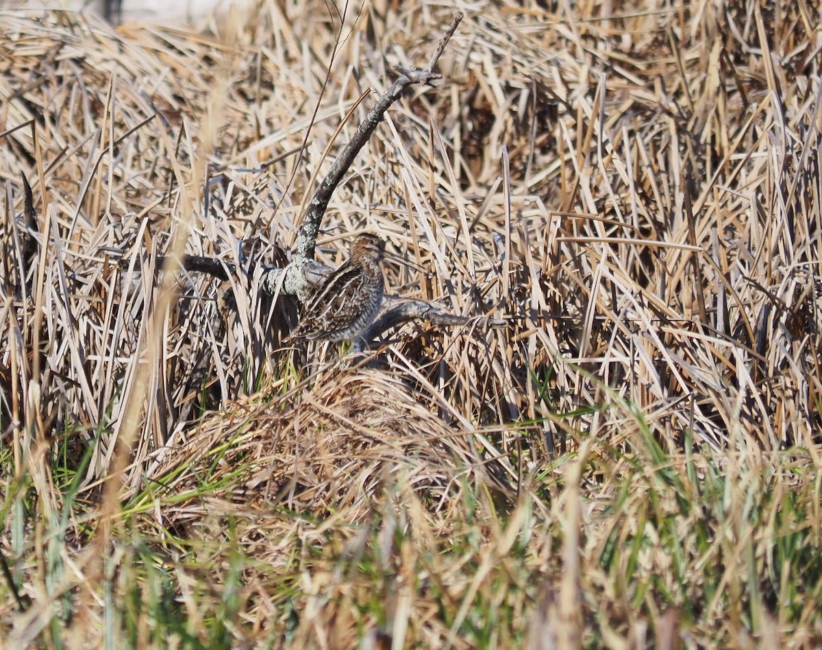 Wilson's Snipe - André Dionne
