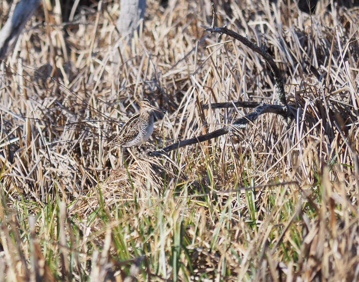Wilson's Snipe - André Dionne