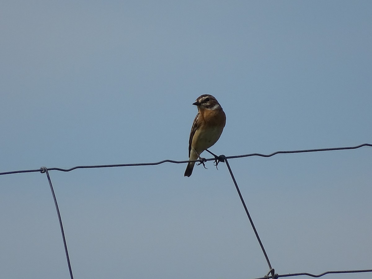 Whinchat - ML617571251