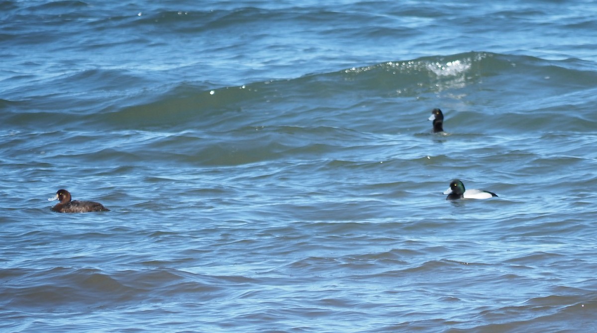 Greater Scaup - ML617571286