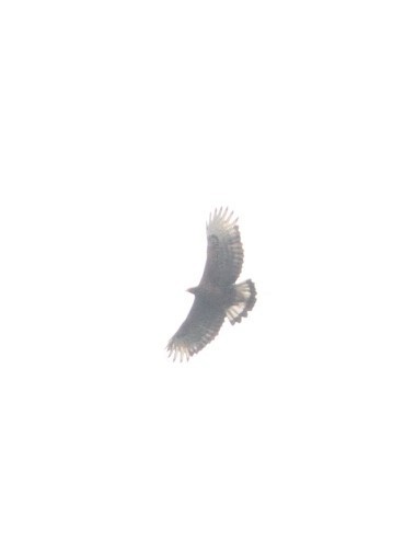 Black-and-chestnut Eagle - ML617571319