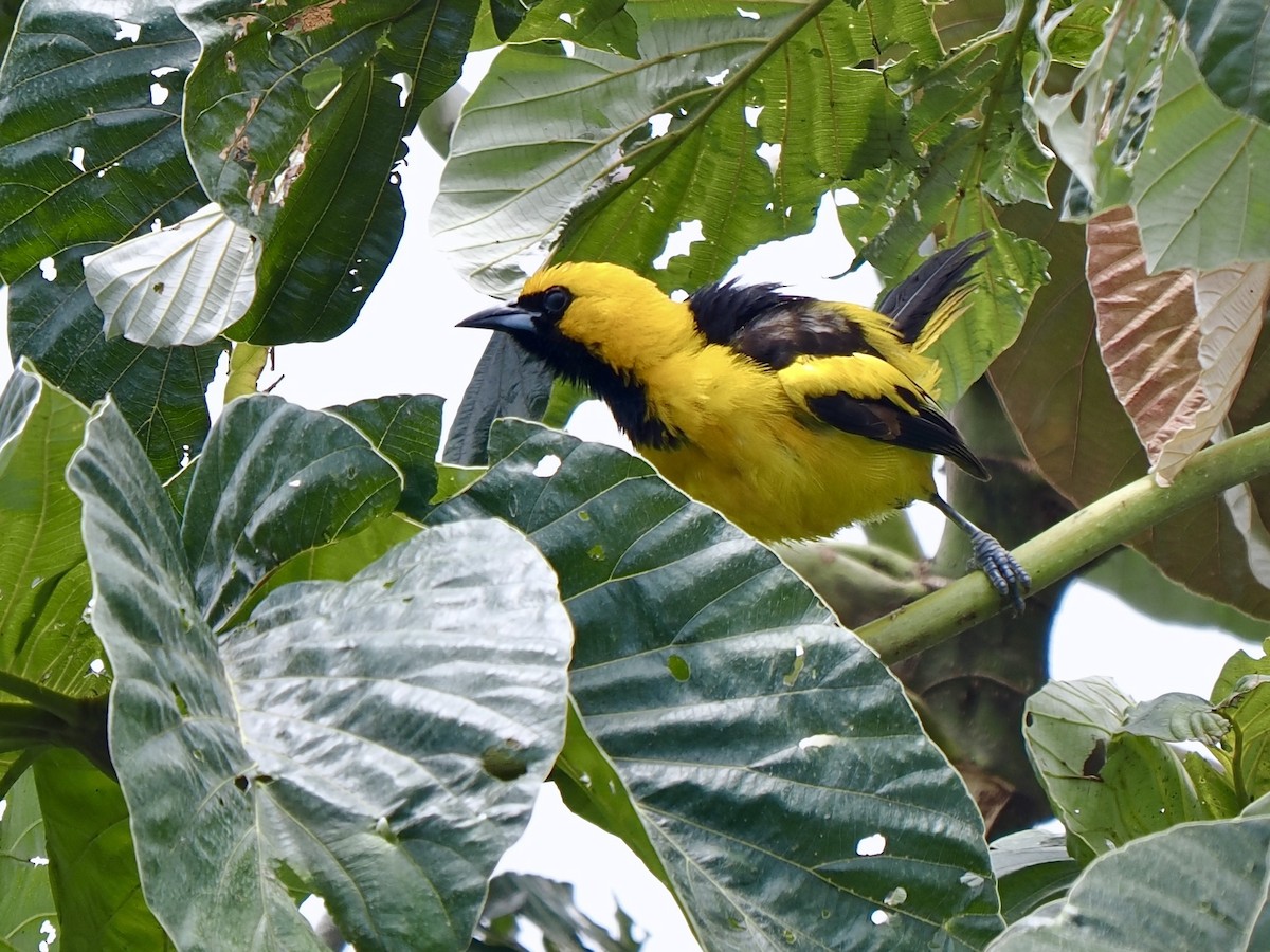 Yellow-tailed Oriole - ML617571326