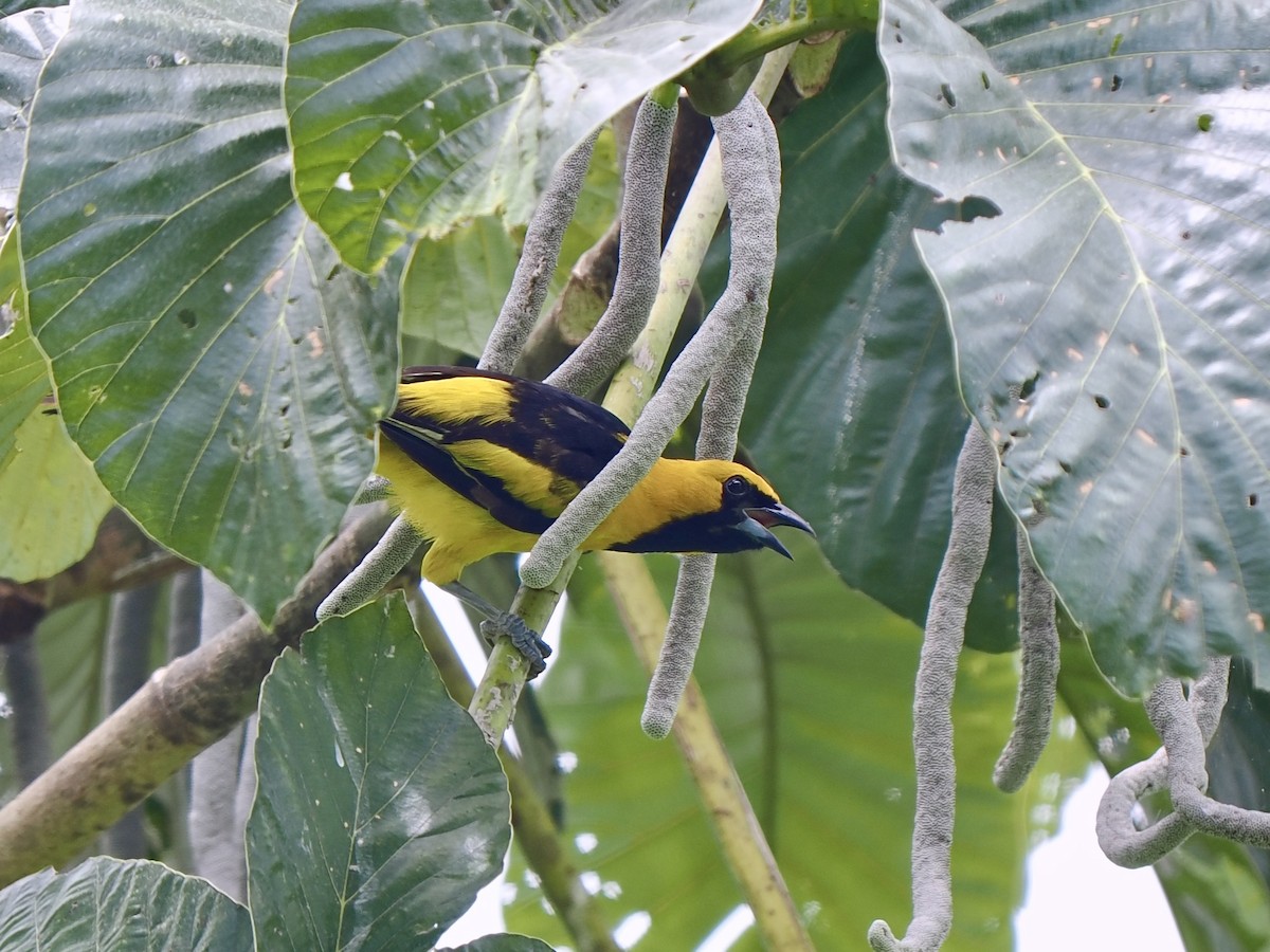 Yellow-tailed Oriole - ML617571327