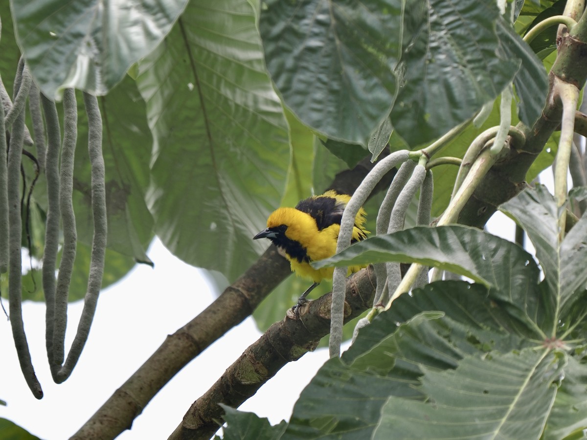 Yellow-tailed Oriole - ML617571328