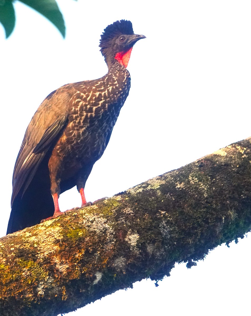 Crested Guan - ML617571373