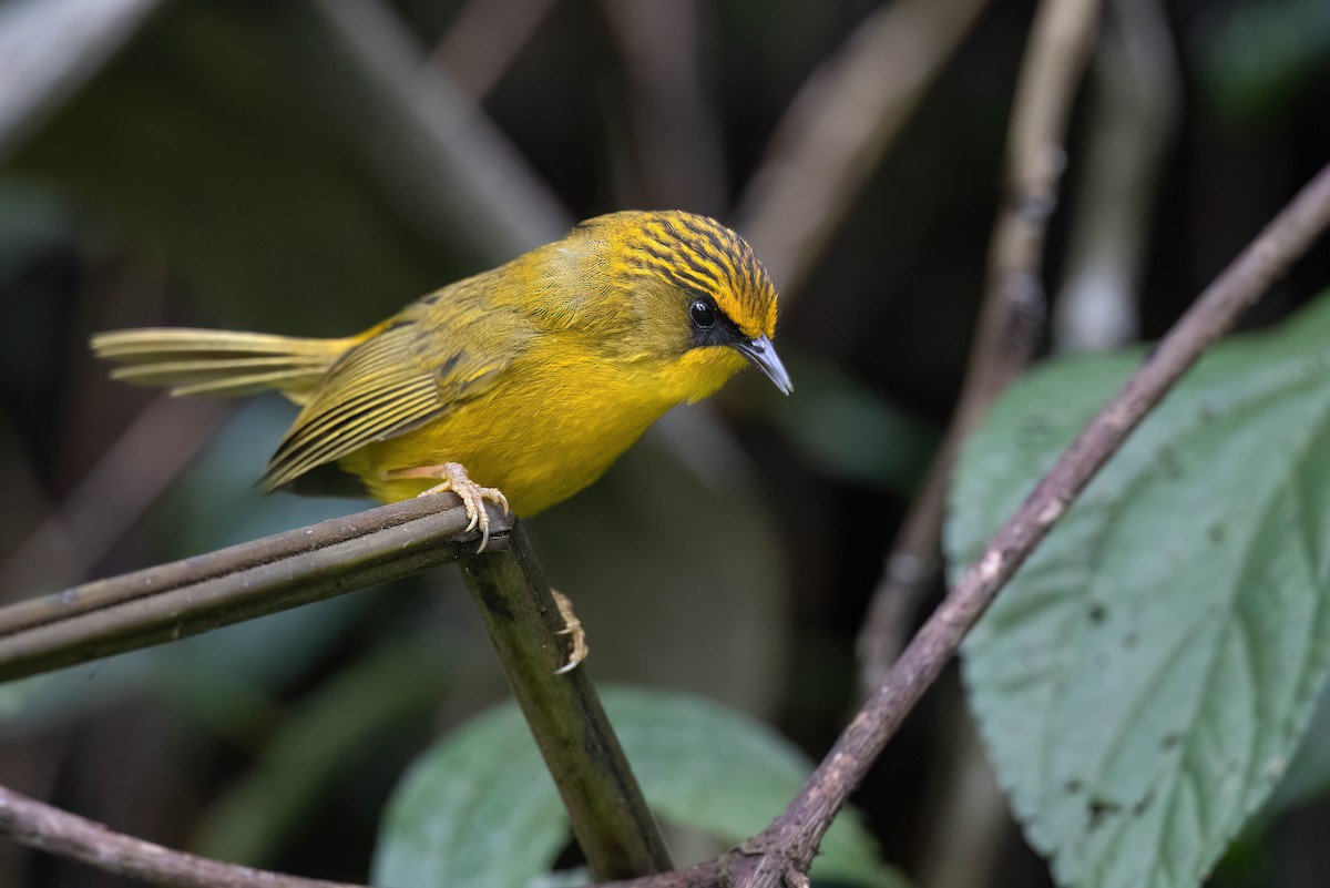 Golden Babbler - Chris Venetz | Ornis Birding Expeditions