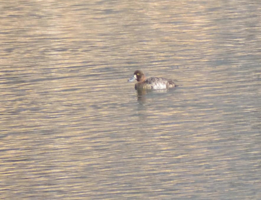 Greater Scaup - ML617571454